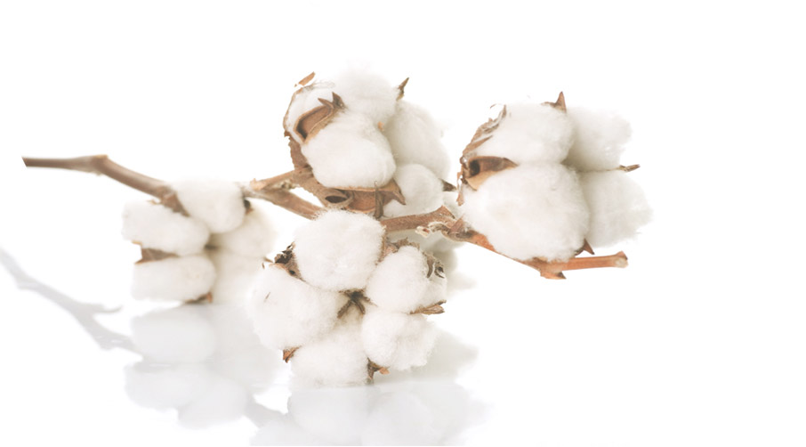 Bolls-of-cotton-fibre-on-dried-stalk