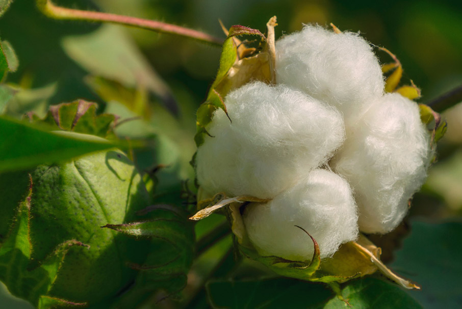 Cotton-bur-with-four-lobules-of-cotton-fibre