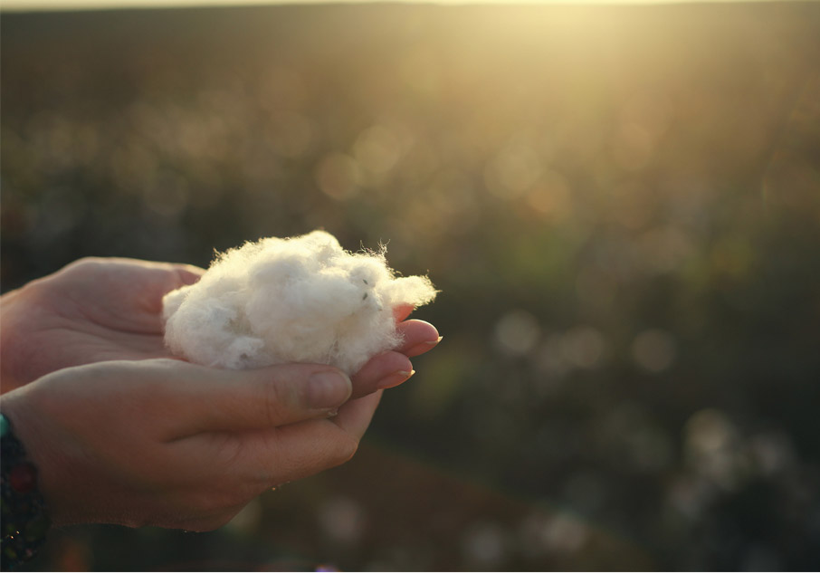 Hands-holding-just-picked-cotton-fibre