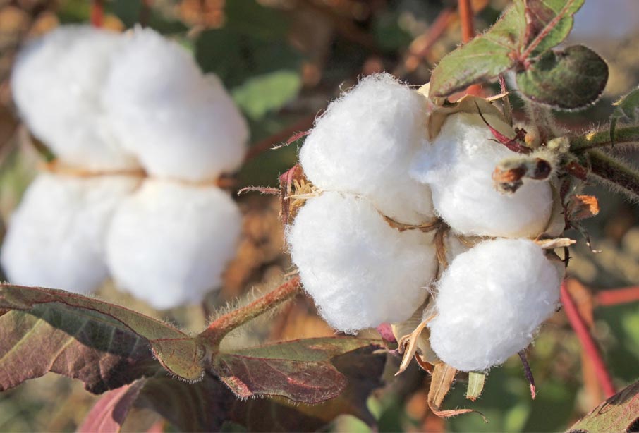Open-cotton-bolls-showing-cotton-fibre