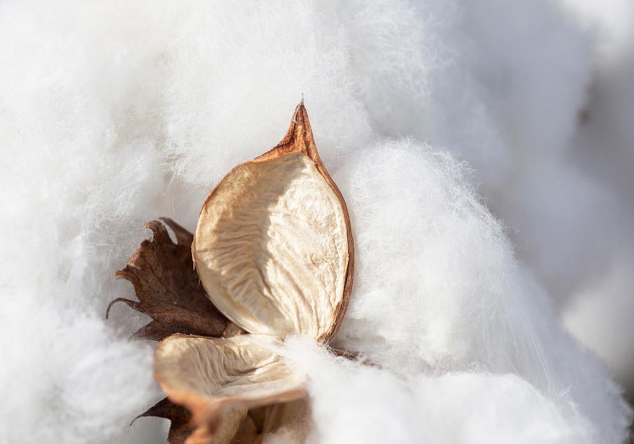 Shell-of-cotton-boll-split-open-on-cotton-background