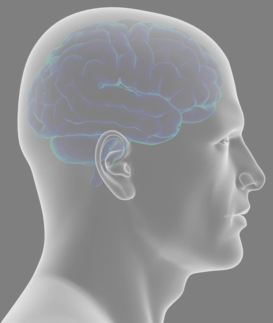 Side-view-of-human-head-with-brain-inside