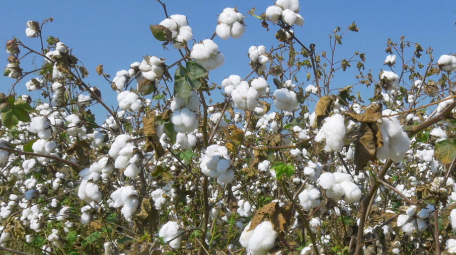 Cotton-field-with-cotton-bolls-open