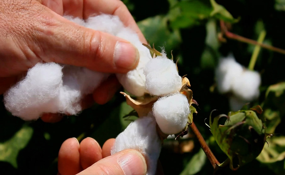 Picking-cotton-boll-by-hand