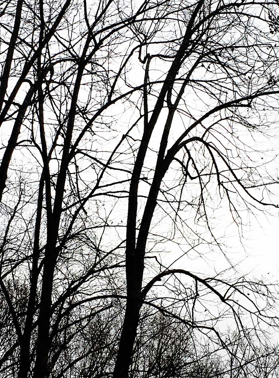 Black-and-white-barren-trees-in-Muskoka-winter