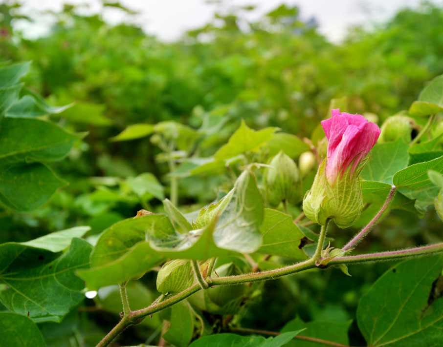 Cotton-branch-with-pink-flower-bloom-in-cotton-field