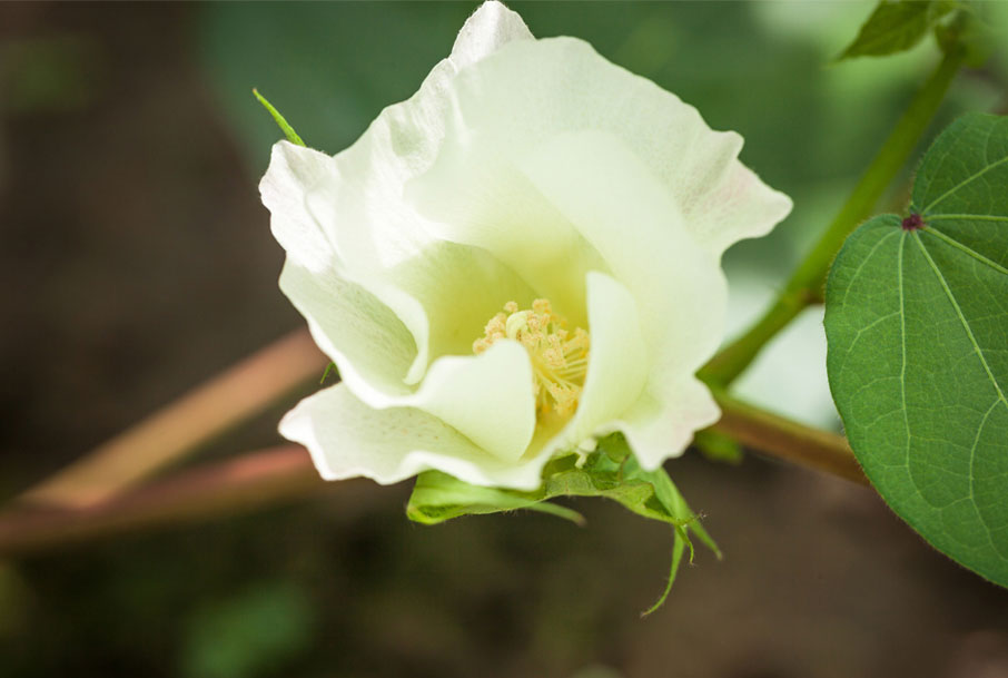 Cotton-plant-white-flower-bloom-beginning-to-open