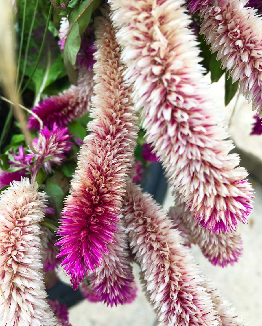 High-Point-Market-plant-with-feathery-blooms