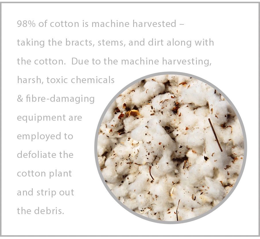 Machine-harvested-cotton-takes-bracts-stems-and-dirt-along-with-cotton
